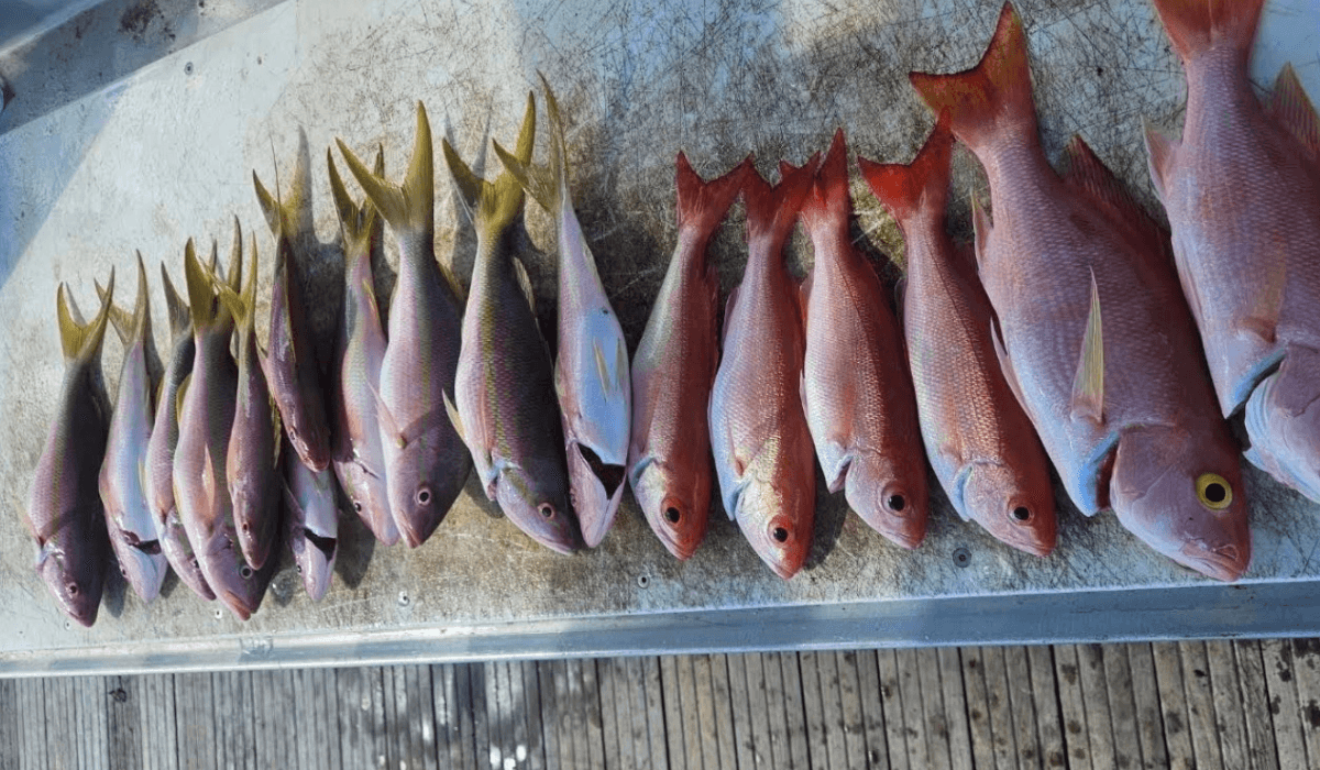 Yellowtail Snapper